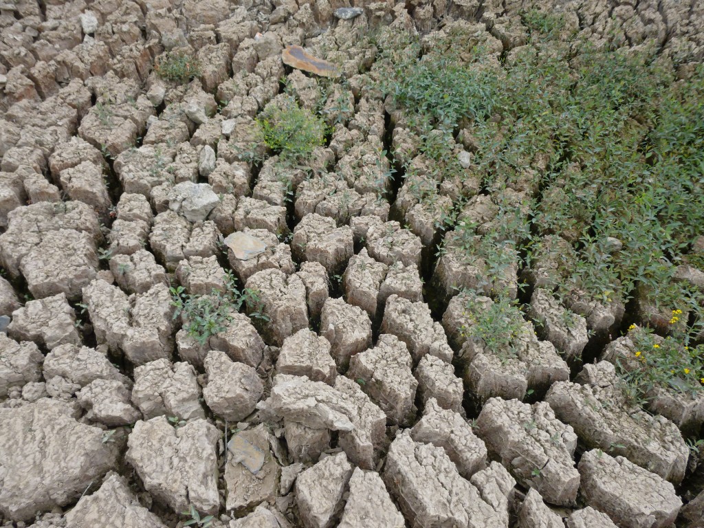 P1000875.jpg